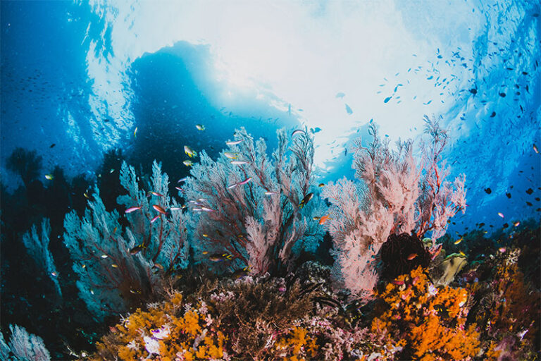 Visit Novalja - Diving