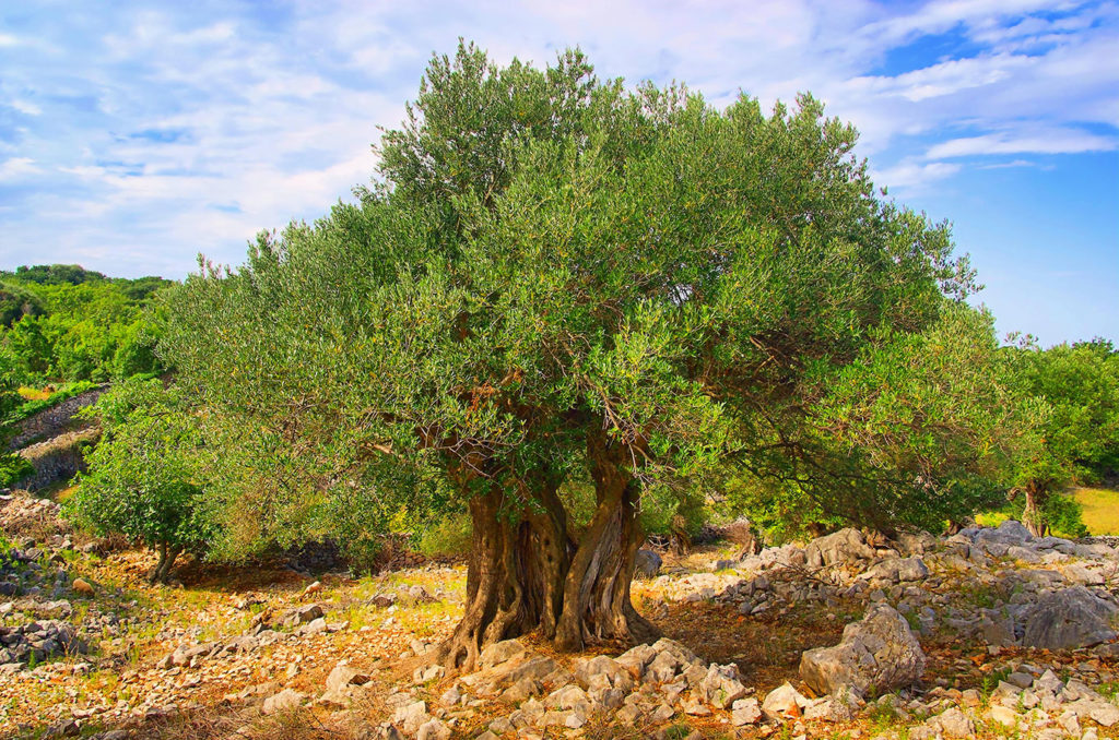 Ancient olive trees in the olive garden of Lun on Pag