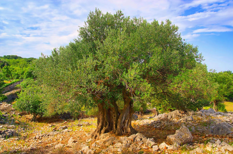 Visit Novalja - Olive garden of Lun