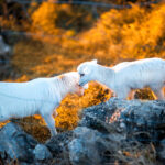 Visit Novalja - Pag lamb
