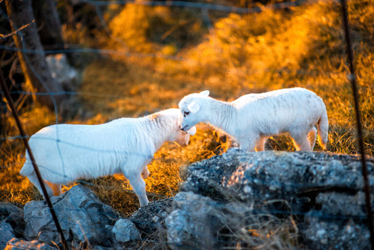 Visit Novalja - Pag lamb