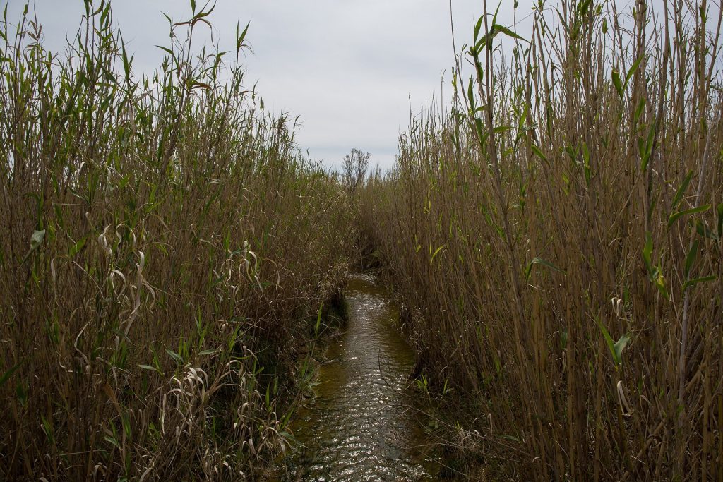 Wetland and reeds at the Kolansko blato bird reserve on Pag island